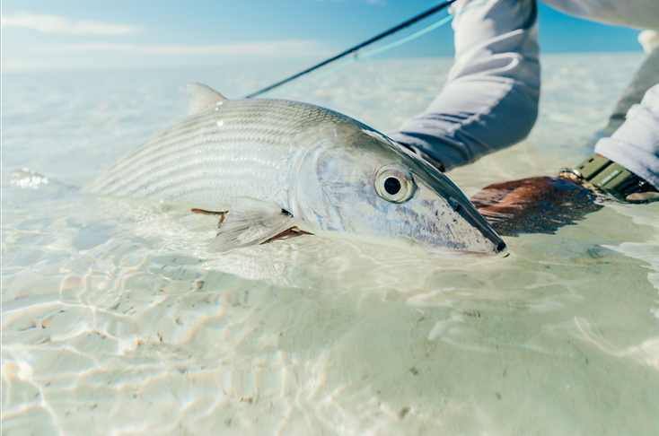 Costa Films - Hooked On: Bonefish-Unveiling Bonefish: Watch Now!