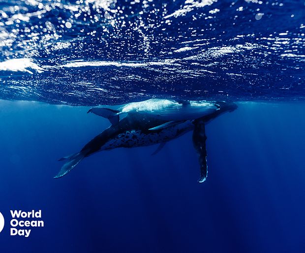 Costa x The World Ocean Day Foundation