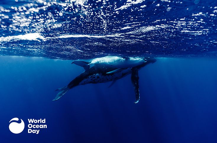 Bound by Blue Costa Sunglasses and The World Ocean Day Foundation