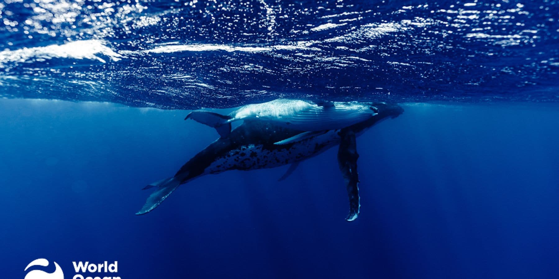 Bound by Blue Costa Sunglasses and The World Ocean Day Foundation