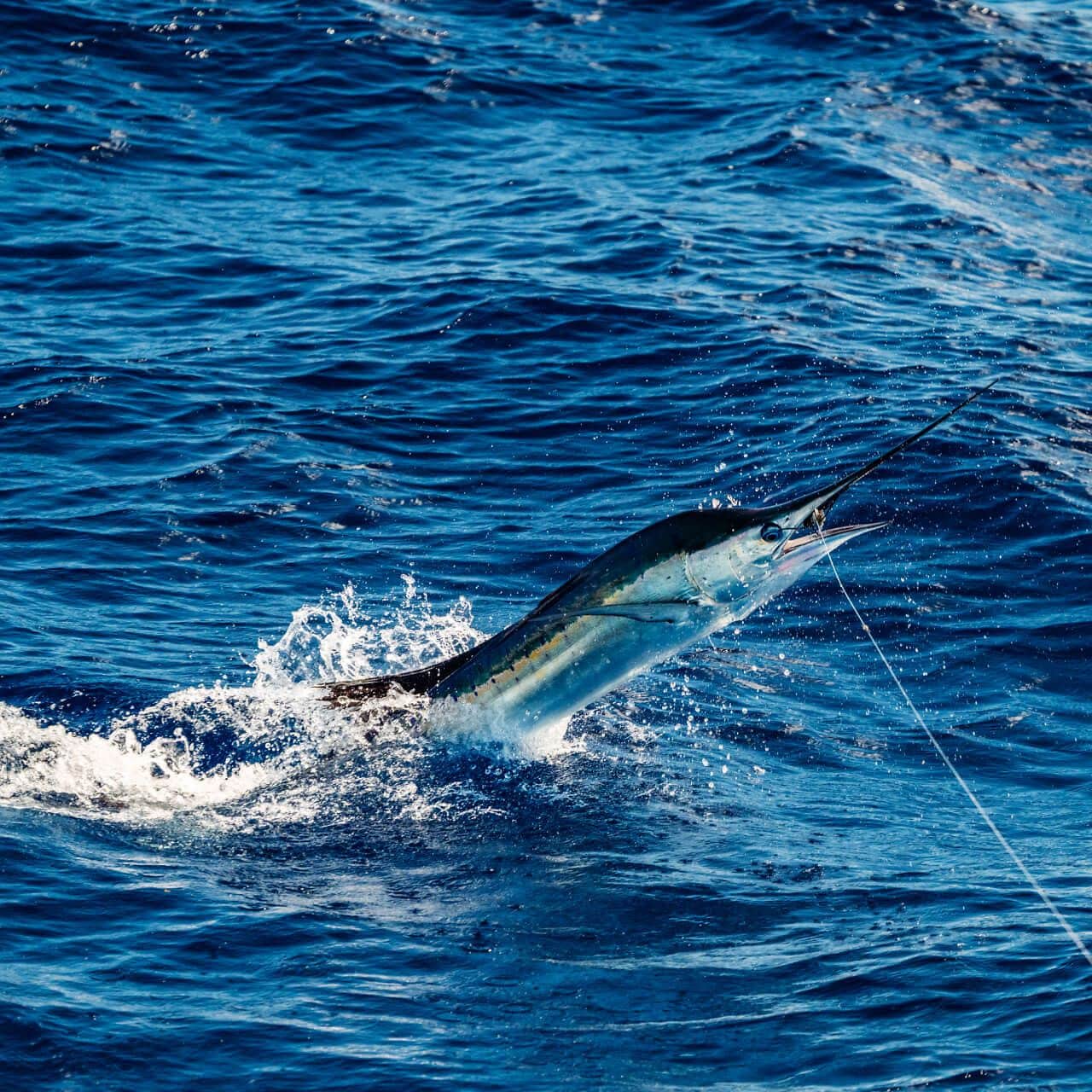 Built on the Water -The Billfish Foundation was created by anglers who believed conservation works best when fishermen are involved. That approach has led to better catch and release practices, stronger international protections, and more collaboration between anglers and scientists. One of the most important tools in that work is satellite tagging.