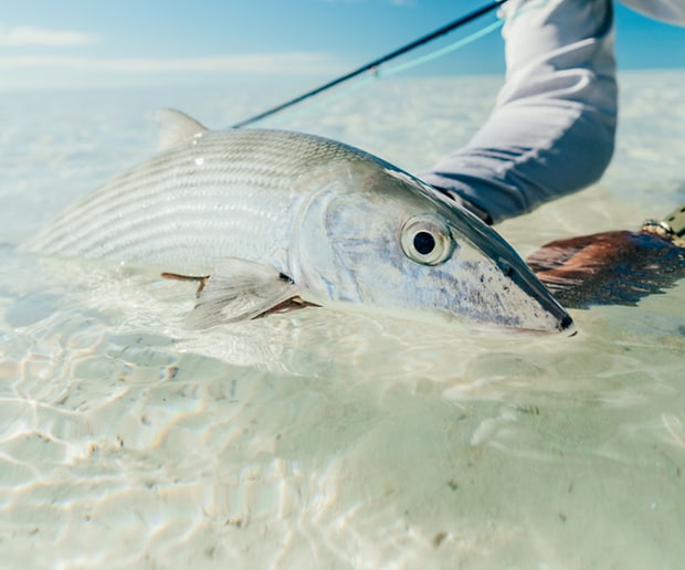 Costa Films - Hooked On: Bonefish