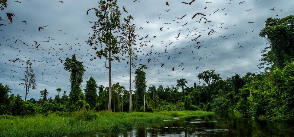 1000s of Big bats flying over head. They say these flying foxes only eat fruit but the 1st time you hear them and see their teeth, science can't help you feel calm.