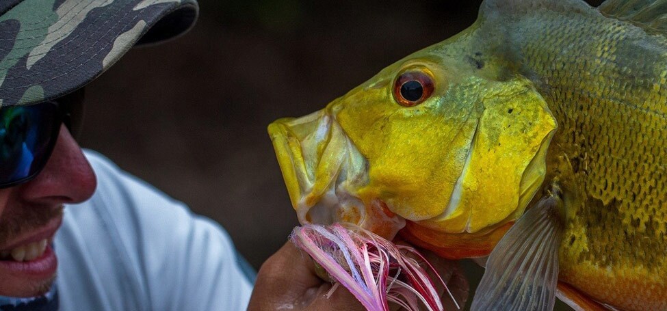 The payoff, Butterfly Peacock Bass, or what the team refers to as Guyana Gold.