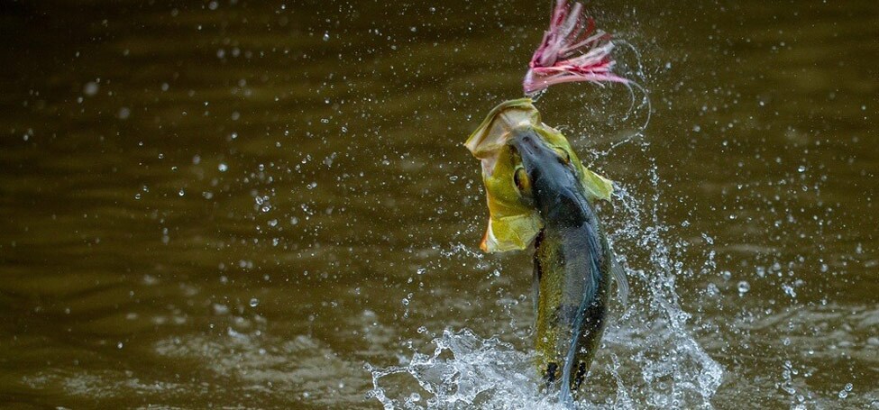 Butterfly Peacock Bass ambush and explode on sub surface fly patterns.