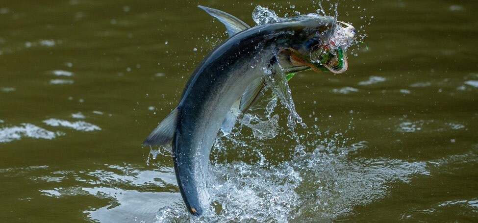 When fishing for Butterfly Peacock Bass in the Amazon, you never really know what will eat your fly like this Payara (Vampire fish).