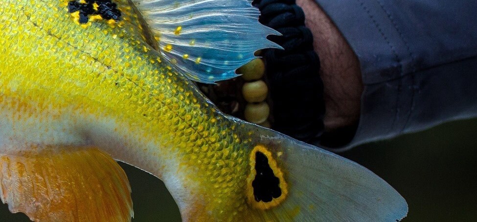 The scales on Butterfly Peacock Bass are like a canvas of color. Its easy to see why this fish is so unique.