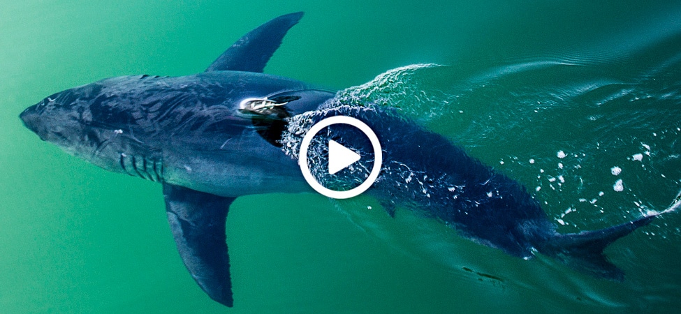 Costa hotsell ocearch fantail