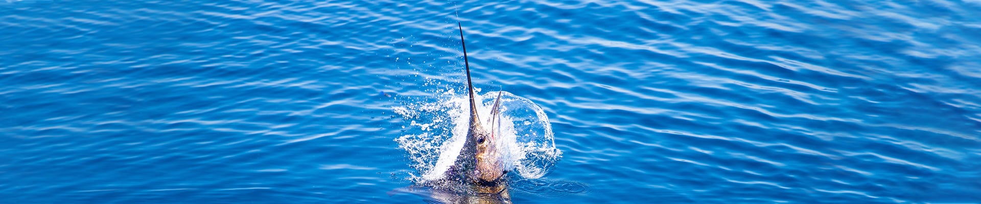 fish with sunglasses