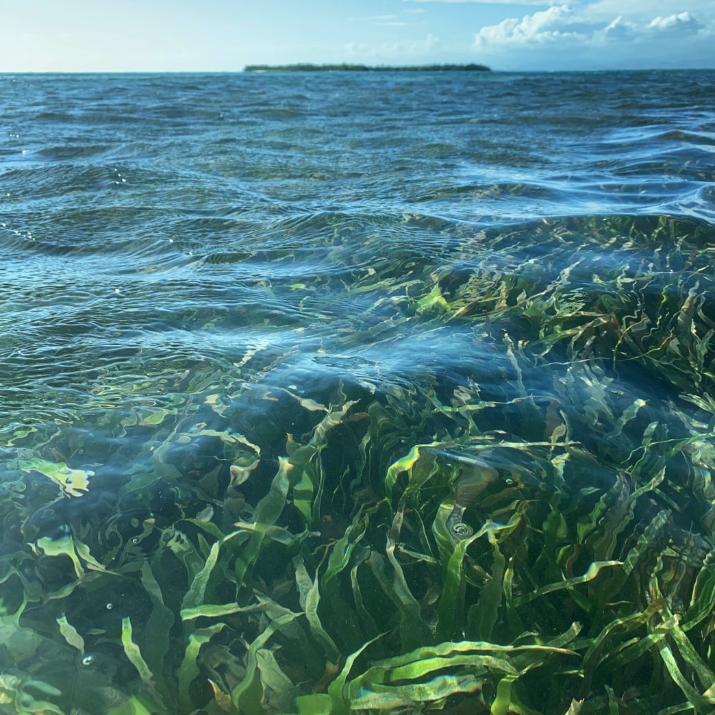 Hero Banner world oceans day